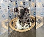 Small Bluetick Coonhound