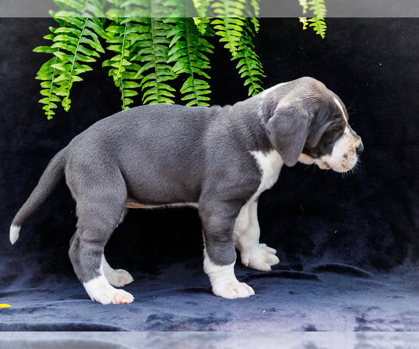 Medium Photo #22 Great Dane Puppy For Sale in WAKARUSA, IN, USA