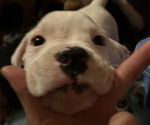 Small #1 Boxer