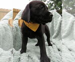 Small #3 Labrador Retriever