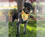 Small #3 Poodle (Standard) Mix