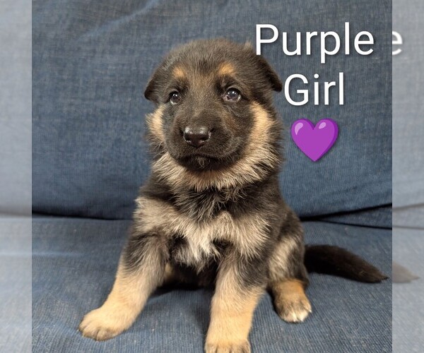 Medium Photo #1 German Shepherd Dog Puppy For Sale in BENSON, NC, USA
