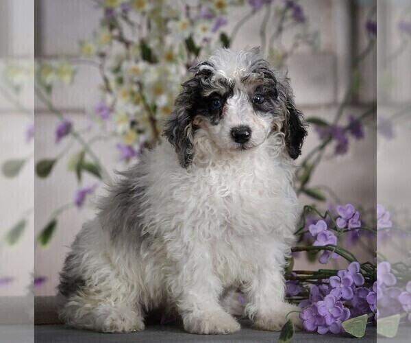 Medium Photo #3 Poodle (Miniature) Puppy For Sale in MILLERSBURG, PA, USA