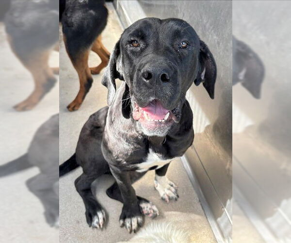 Medium Photo #2 Daniff Puppy For Sale in San Bernardino, CA, USA