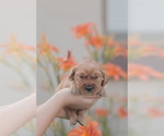 Small #1 Golden Retriever