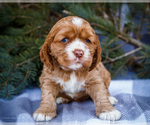 Small #8 Cocker Spaniel