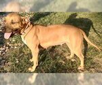 Small #3 Mutt