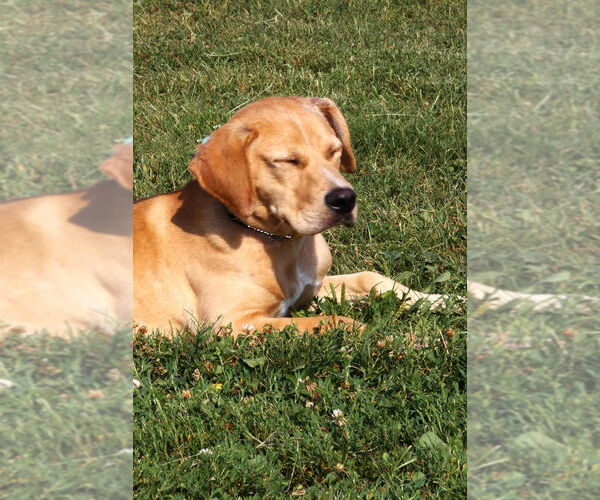 Medium Photo #4 Labrador Retriever-Unknown Mix Puppy For Sale in Evansville, IN, USA