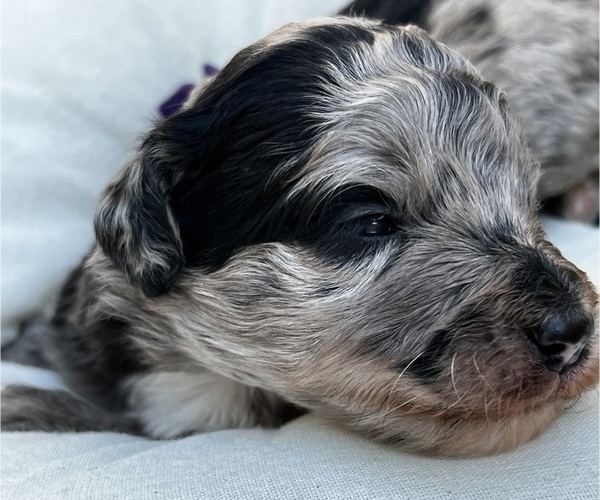 Medium Photo #8 Bernedoodle Puppy For Sale in GILBERT, AZ, USA