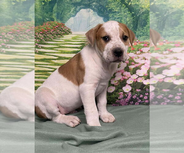 Medium Photo #2 American Staffordshire Terrier-Unknown Mix Puppy For Sale in Lakewood, CO, USA