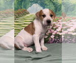 Small #1 American Staffordshire Terrier Mix