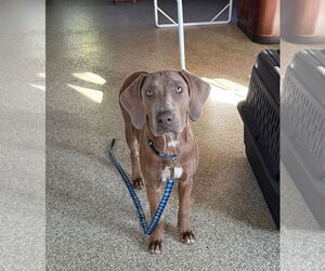 Labmaraner Dogs for adoption in St. Louis Park, MN, USA