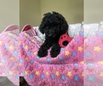 Small Photo #5 Poodle (Miniature) Puppy For Sale in PLANO, TX, USA