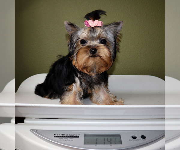 Medium Photo #5 Yorkshire Terrier Puppy For Sale in LOS ANGELES, CA, USA