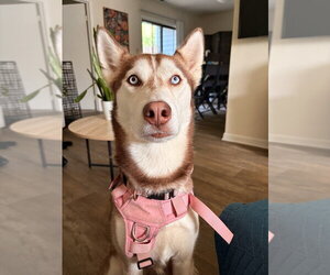 Siberian Husky Dogs for adoption in Raleigh, NC, USA