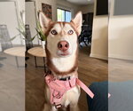 Small Siberian Husky
