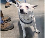 Small #1 Chihuahua