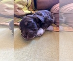 Puppy 3 Aussiedoodle Miniature 