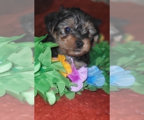 Medium Photo #33 Yorkshire Terrier Puppy For Sale in AKRON, OH, USA