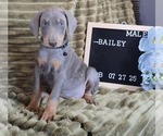 Small #2 Doberman Pinscher