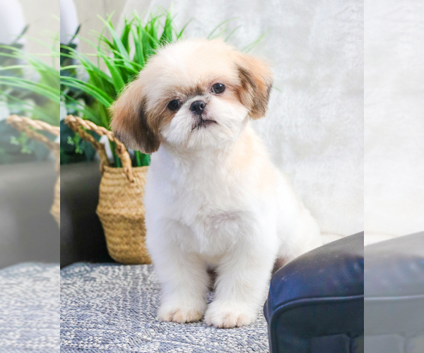 Medium Photo #1 Shih Tzu Puppy For Sale in SYRACUSE, IN, USA
