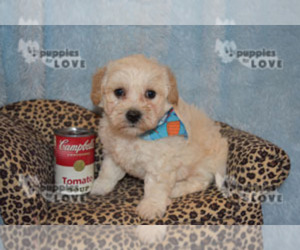 Bichpoo Puppy for sale in SANGER, TX, USA