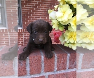 Labrador Retriever Puppy for sale in MERCERSBURG, PA, USA