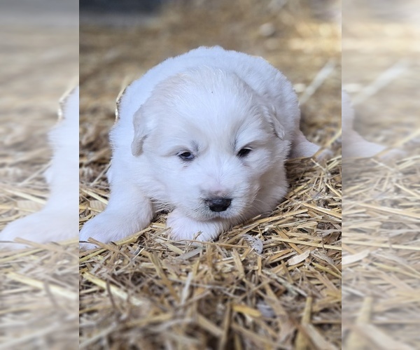Medium Photo #6 Great Pyrenees Puppy For Sale in BANGOR, PA, USA