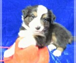 Small Photo #1 Australian Shepherd Puppy For Sale in HARTVILLE, MO, USA