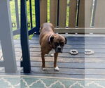 Small #5 Boxer