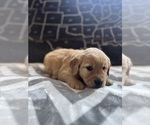 Small #4 Golden Retriever