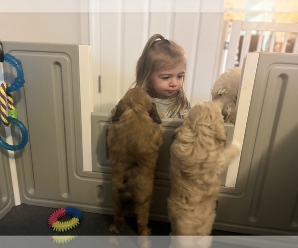 Medium Photo #6 Goldendoodle (Miniature) Puppy For Sale in CAPE CORAL, FL, USA