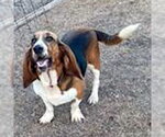 Small #3 Basset Hound