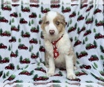 Small #3 Miniature Australian Shepherd