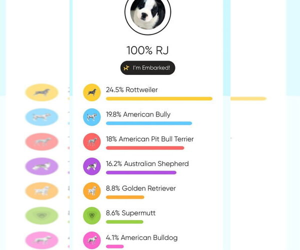 Medium Photo #2 Rottweiler-American Pit Bull Terrier Puppy For Sale in Foristell, MO, USA