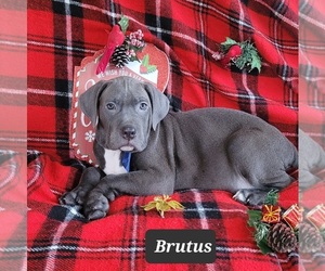 Cane Corso Puppy for sale in MINERAL WELLS, WV, USA