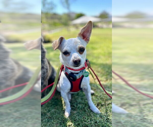 Medium Photo #1 Chihuahua-Unknown Mix Puppy For Sale in Lake Elsinore, CA, USA