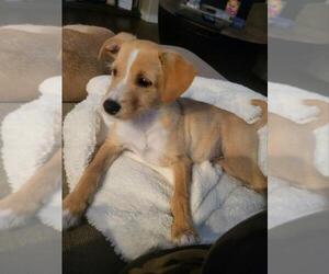 Jack Russell Terrier Puppy for sale in BRENTWOOD, CA, USA