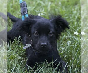 Cocker Spaniel Dogs for adoption in Yardley, PA, USA