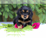 Small #4 Dachshund