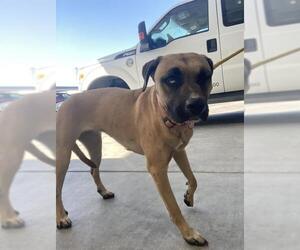 American Pit Bull Terrier Dogs for adoption in Bakersfield, CA, USA