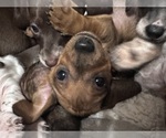 Small #2 Dachshund