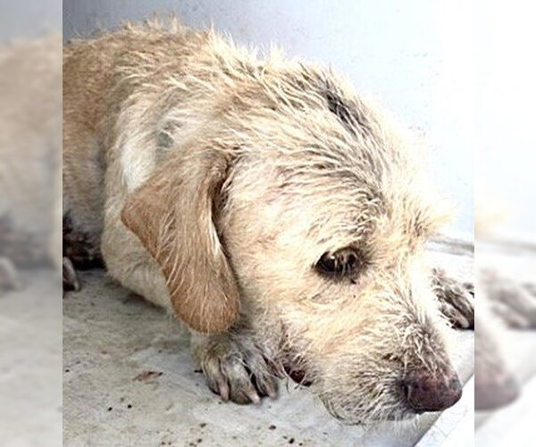 Medium Photo #1 German Wirehaired Pointer-Unknown Mix Puppy For Sale in Houston, TX, USA