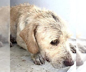 German Wirehaired Pointer-Unknown Mix Dogs for adoption in Houston, TX, USA