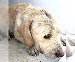 Small German Wirehaired Pointer Mix