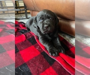 Labrador Retriever Puppy for sale in KERNERSVILLE, NC, USA