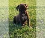 Puppy Puppy 5 Boxer