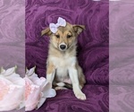 Small Photo #1 Shetland Sheepdog-Unknown Mix Puppy For Sale in PEACH BOTTOM, PA, USA