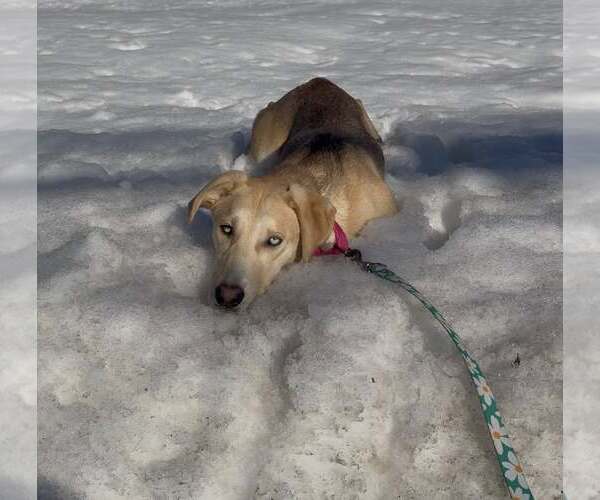 Medium Photo #3 Labrador Retriever-Unknown Mix Puppy For Sale in Woodbury, NY, USA