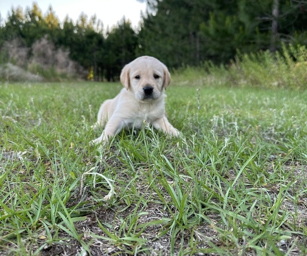 Medium Photo #2 Labrador Retriever Puppy For Sale in EASTMAN, GA, USA